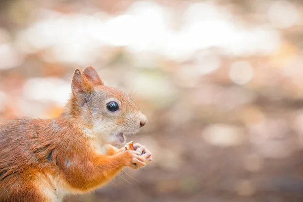 Punainen orava metsässä — kuvapankkivalokuva