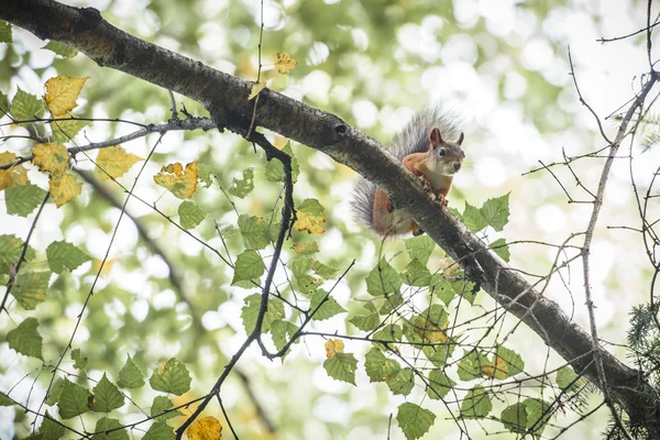 Червона білка в лісі — стокове фото