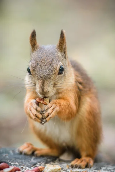 Rotes Eichhörnchen im Wald — Stockfoto