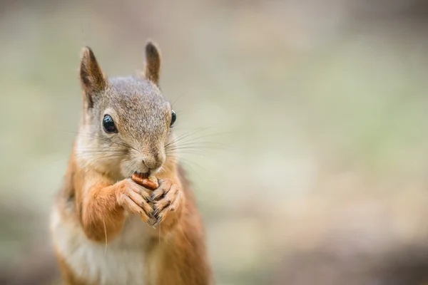 Écureuil roux dans la forêt — Photo
