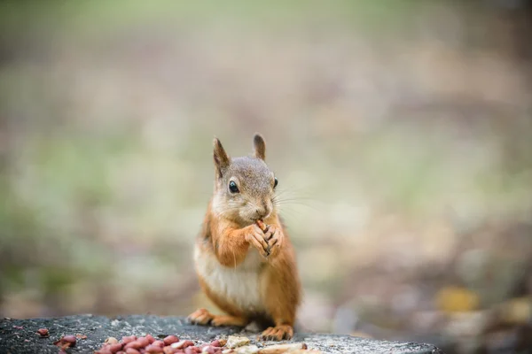 Rotes Eichhörnchen im Wald — Stockfoto