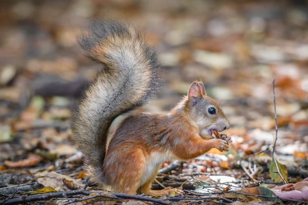 Rode eekhoorn in het bos — Stockfoto