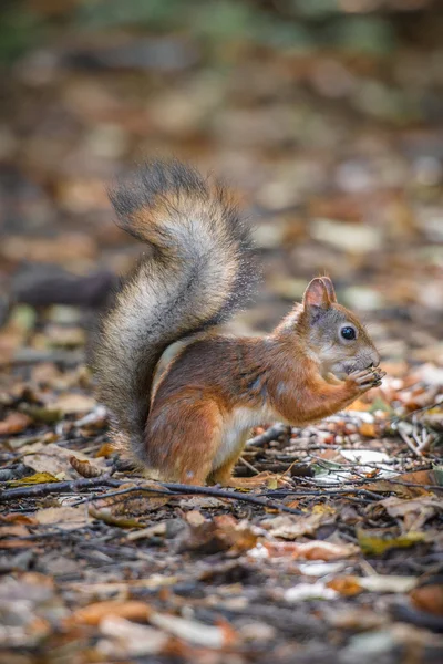Rotes Eichhörnchen im Wald — Stockfoto