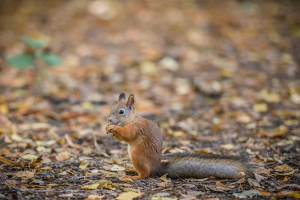 Rode eekhoorn in het bos — Stockfoto