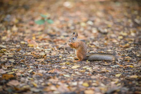 Rothörnchen — Stockfoto