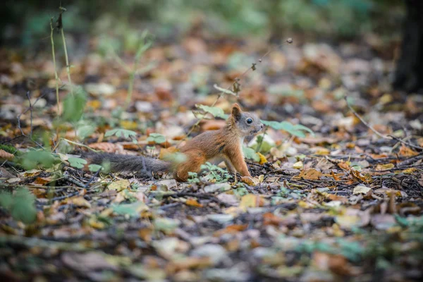 Rothörnchen — Stockfoto