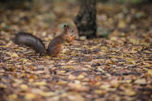 Rothörnchen — Stockfoto