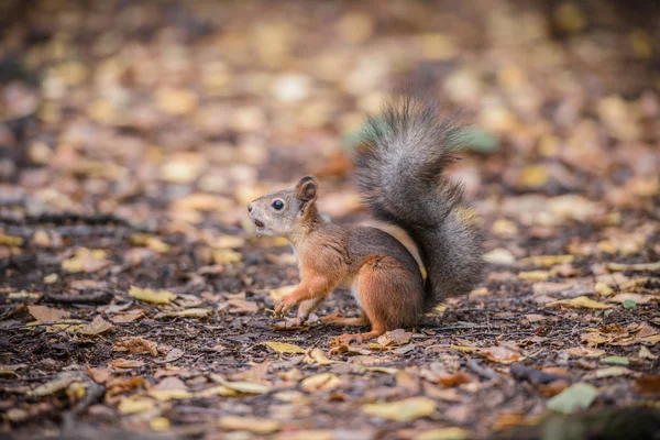 Rothörnchen — Stockfoto