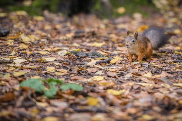 Rothörnchen — Stockfoto