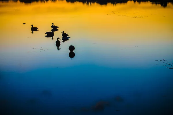 Canards de silhouette sur l'eau — Photo