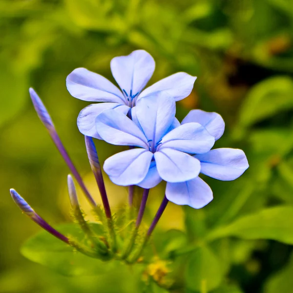 Violet flower in park — Stock Photo, Image