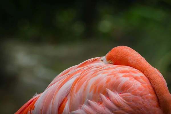 Uyku flamingo