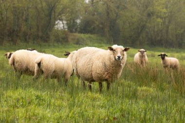 Koyunlar sisli bir sabahta otluyor