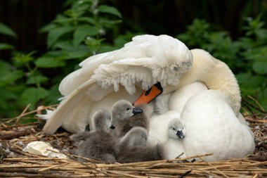 One day old baby swan cygnets and mother swan on a straw nest clipart