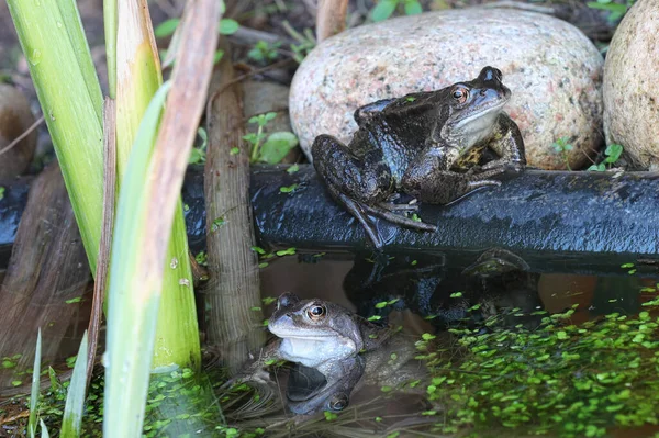 Katak Biasa Dalam Kolam Buatan Manusia — Stok Foto