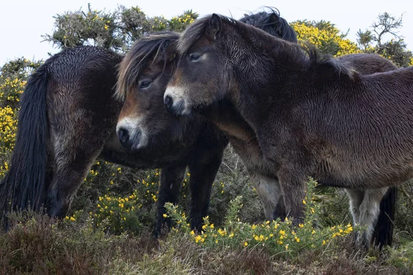 Póneis Exmoor Ficou Natureza — Fotografia de Stock