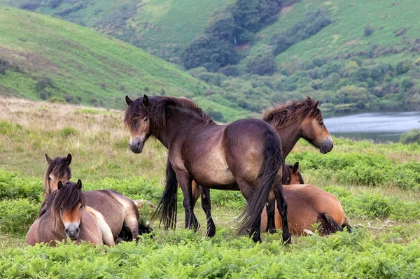 Exmoor Ponies Stood Nature — Stock Photo, Image