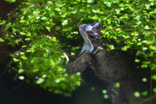 Katak Biasa Dalam Kolam Buatan Manusia — Stok Foto