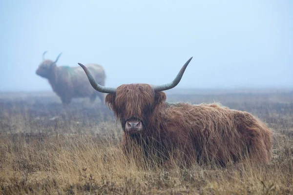 Vache Bovine Des Highlands Sur Lande Exmoor Somerset — Photo