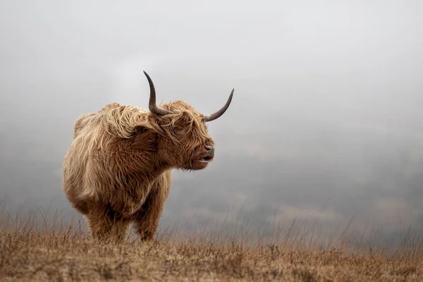 Highland Cattle Cow Moorland Exmoor Somerset — Stock Photo, Image