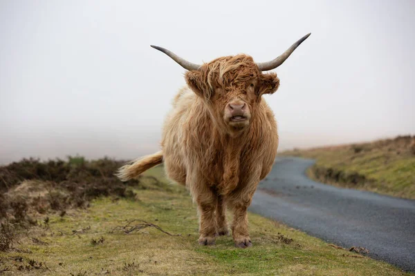 Felföldi Szarvasmarha Lápvidéken Exmoor Somerset — Stock Fotó