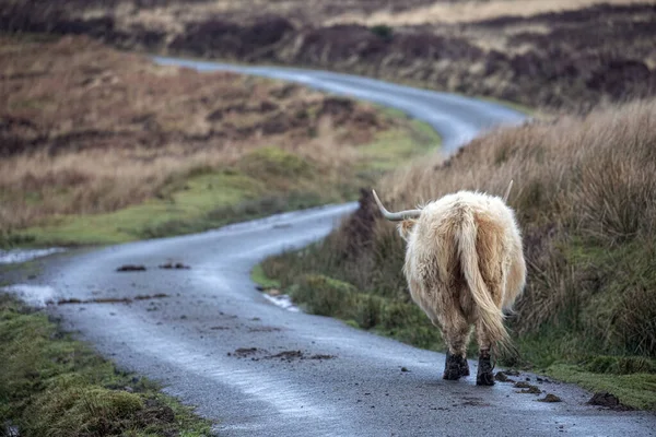 Highland Vaca Bovina Pastando Lado Camino Estrecho —  Fotos de Stock