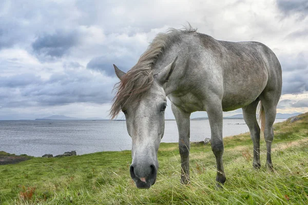 Kuda Yang Indah Merumput Lapangan — Stok Foto