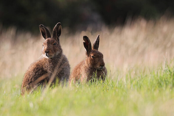 Two hares sitting in a grassy field