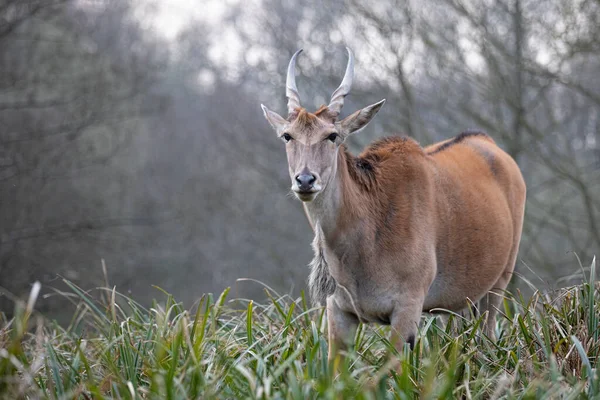 Eland Antilopa Stojící Podrostu Stromy Pozadí — Stock fotografie