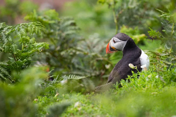 Warna Warni Burung Puffin Berdiri Tanah Pada Tanaman — Stok Foto