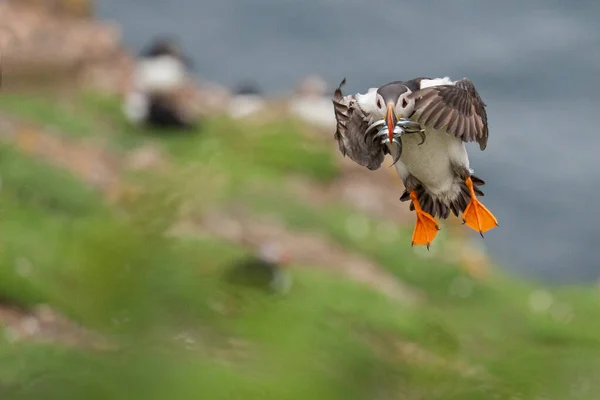 Warna Warni Burung Puffin Terbang — Stok Foto