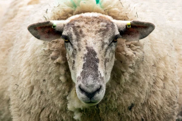 Tutup Kepala Dan Wajah Domba — Stok Foto