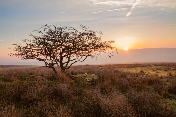 Pohon Soliter Exmoor Moorland Diambil Saat Matahari Terbenam — Stok Foto