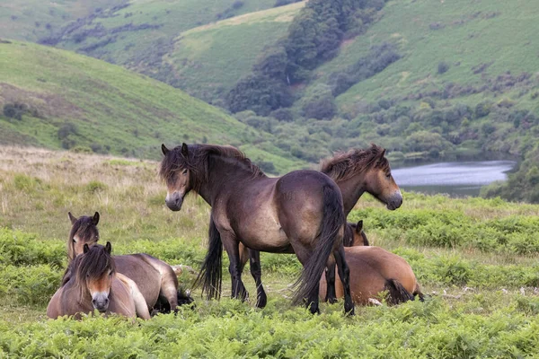 Exmoor Ponys Standen Der Natur — Stockfoto
