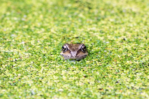 Katak Biasa Dalam Kolam Buatan Manusia — Stok Foto