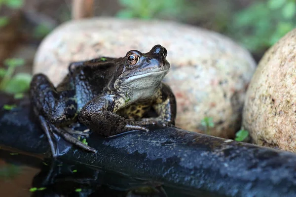 Katak Biasa Dalam Kolam Buatan Manusia — Stok Foto