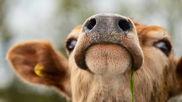 ジャージー牛の近景 ストック写真