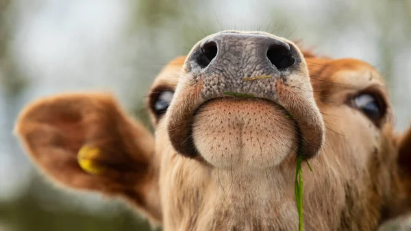 Nahaufnahme Der Jersey Kuh Stockfoto