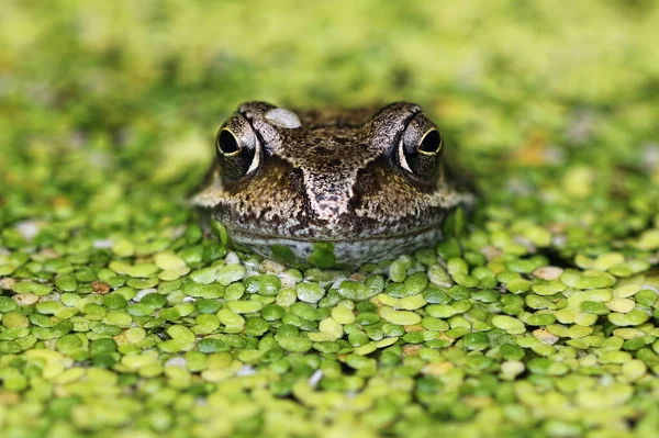 人工池塘中常见的青蛙 图库图片