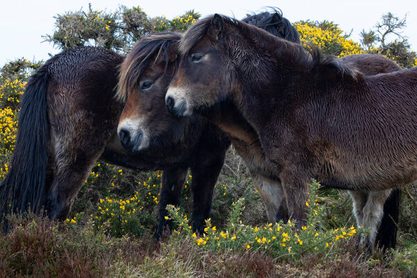 Exmoor Ponies Stood Nature Stock Picture