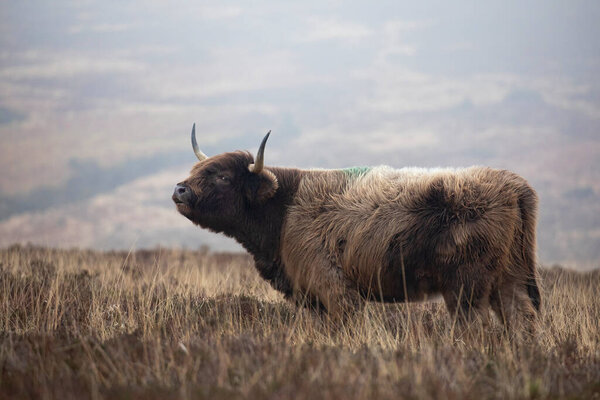 Highland Cattle Cow Moorland Exmoor Somerset Stock Image