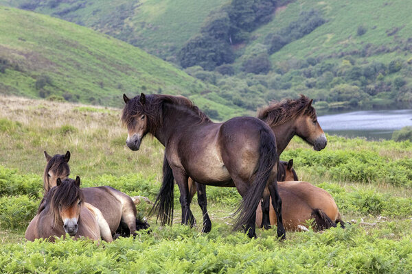 Exmoor Ponies Stood Nature Stock Picture