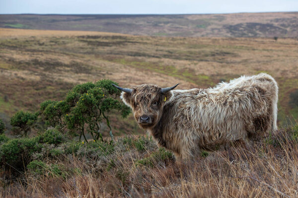 Shaggy Highland Cattle Cow Exmoor Trees Background Stock Photo