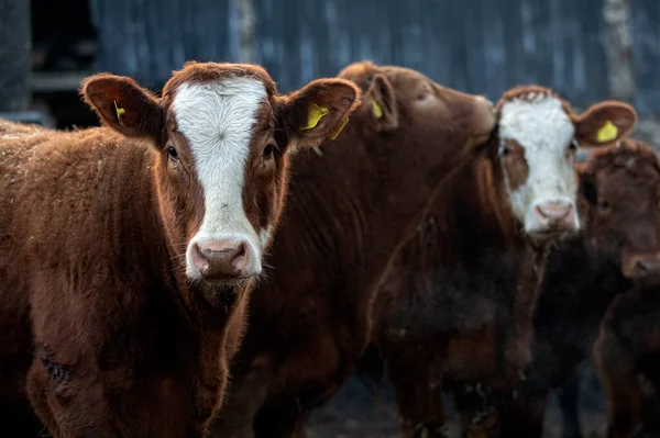 Vaches Blanches Brunes Sur Pâturage Photos De Stock Libres De Droits