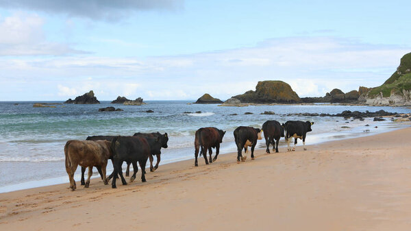 Cattle Cows Walking Sea Beach Royalty Free Stock Images