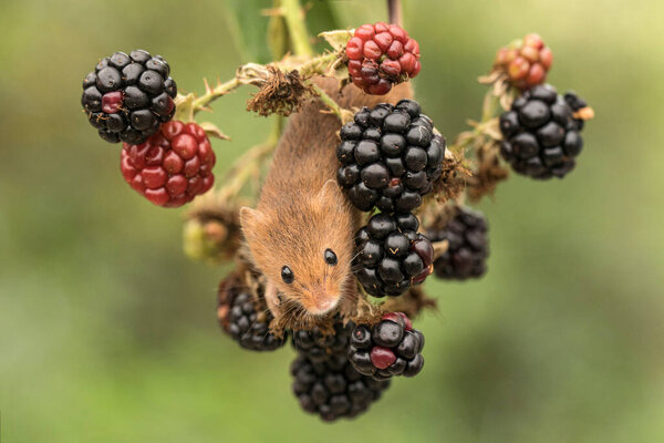 Harvest Mouse Climbing Amongst Blackberries Stock Picture