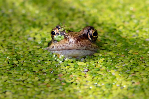 Gemeiner Frosch Künstlich Angelegten Teich Stockbild