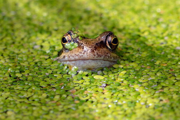 Common Frog Man Made Pond Stock Image