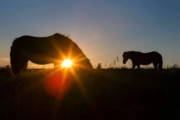 Silhouette Der Exmoor Ponys Frühen Morgen Mit Sonnenaufgang Der Einen lizenzfreie Stockbilder