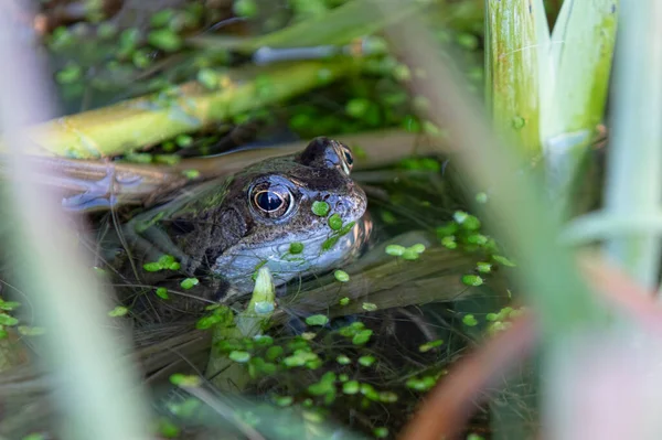 人間の一般的なカエルは池を作った ロイヤリティフリーのストック写真